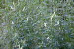 White sweetclover